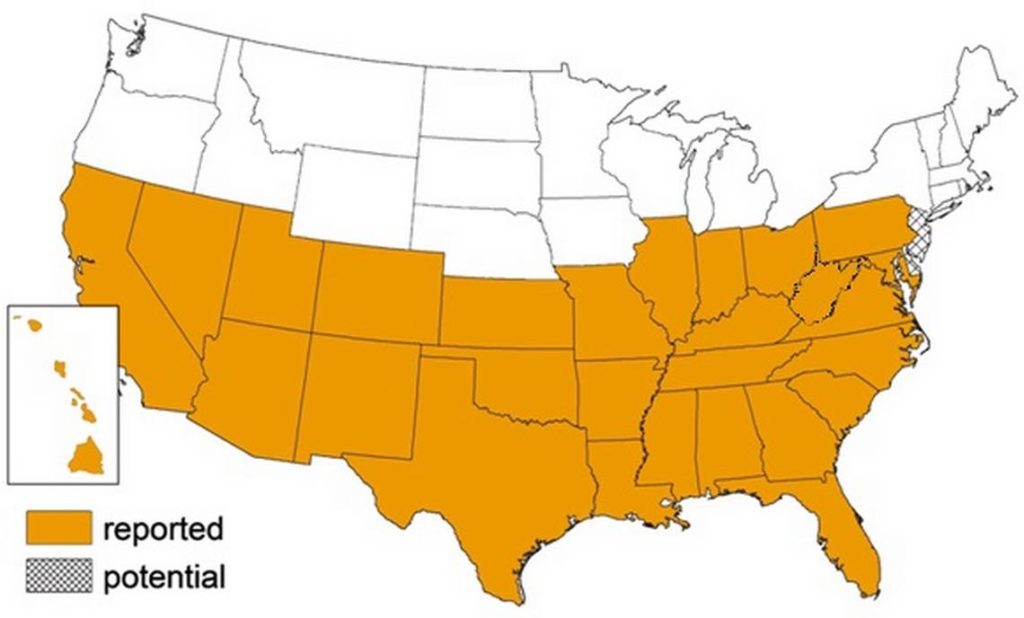 The kissing bug has been reported as far north as Delaware, according to the CDC