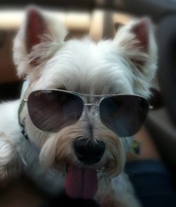 Coconut’s List of Factors That Contribute to Dog Bites: