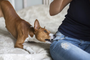 How Riddle & Riddle Injury Lawyers Can Help With a Dog Bite Injury Claim in Charlotte
