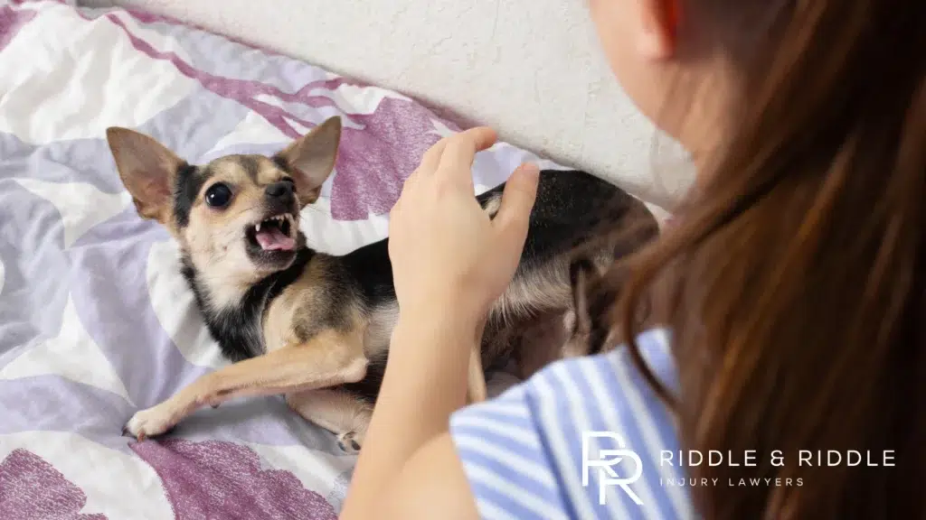 Small dog baring its teeth while being touched by someone